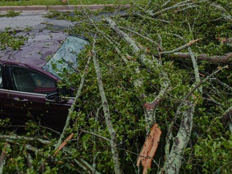 Car with large fallen tree branches on it from a hurricane