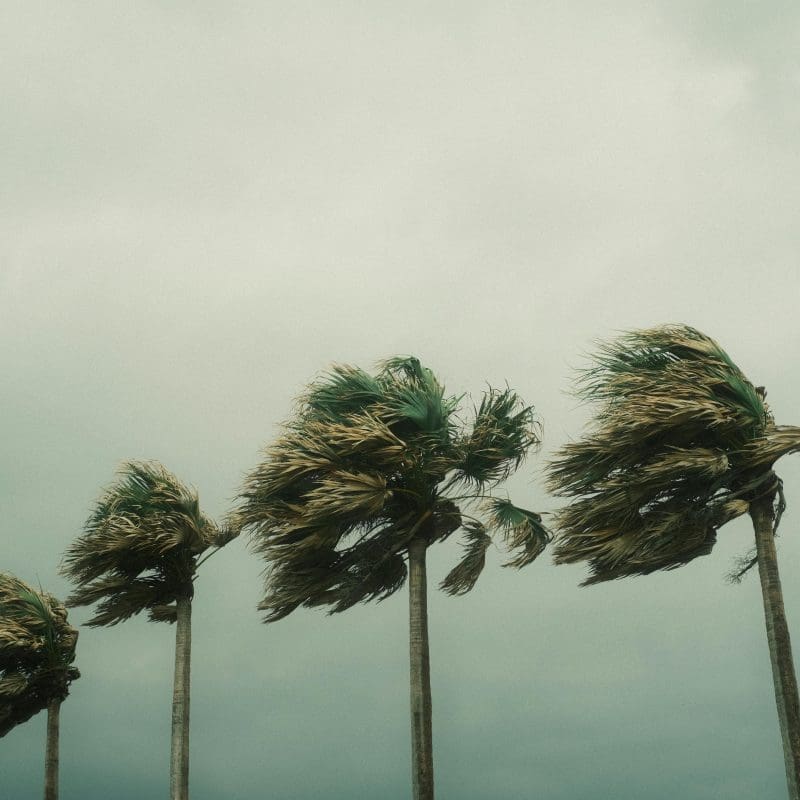 Windy palm trees before a hurricane